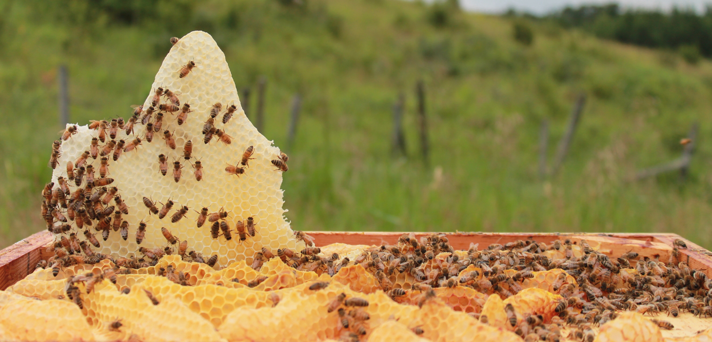 Image of honeycomb and honey bees in a hive