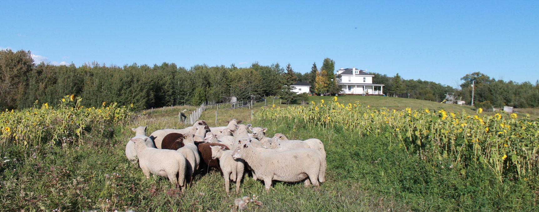 Image of the lambs of Wildflower bride farms